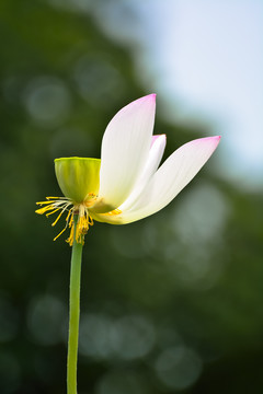 荷花花瓣