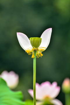 荷花花瓣