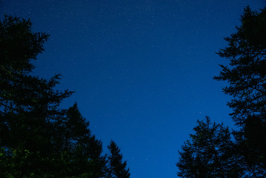 星空松树