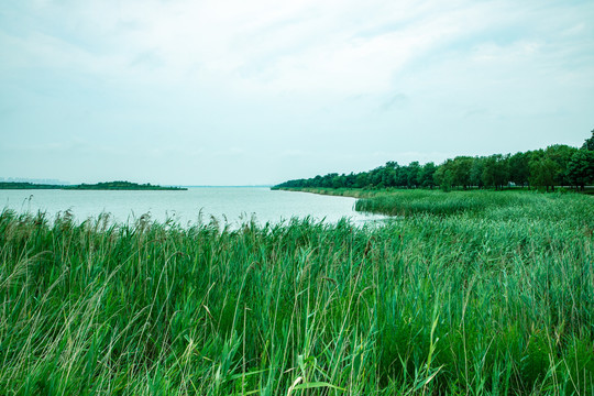 团泊湖湿地
