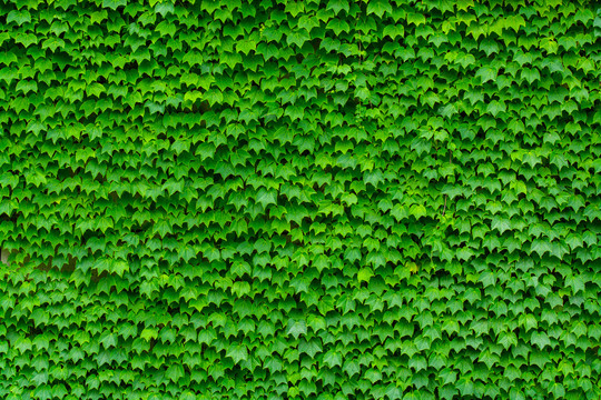 绿叶墙高清
