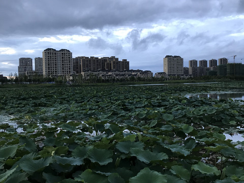 荷叶