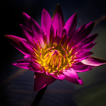 莲花