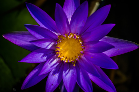 紫色莲花