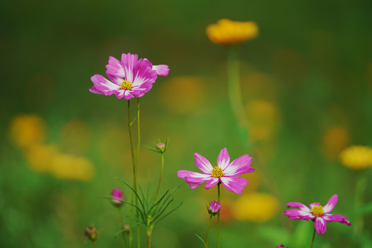 格桑花