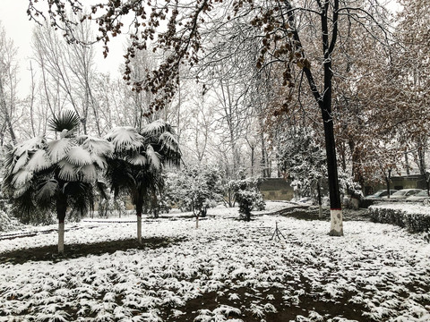 雪景