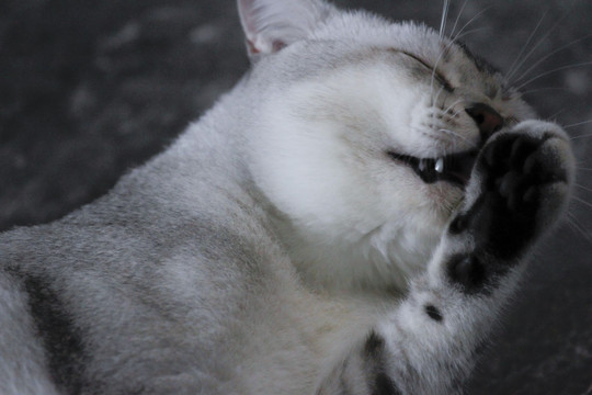 宠物可爱家猫喵星人