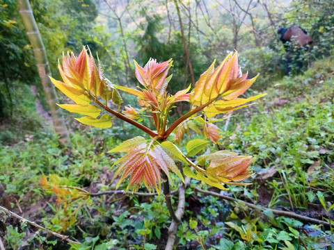 香椿叶