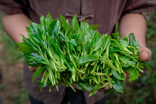 古树茶鲜叶