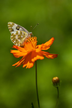 蝶恋花