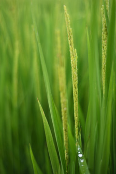 夏天的水稻
