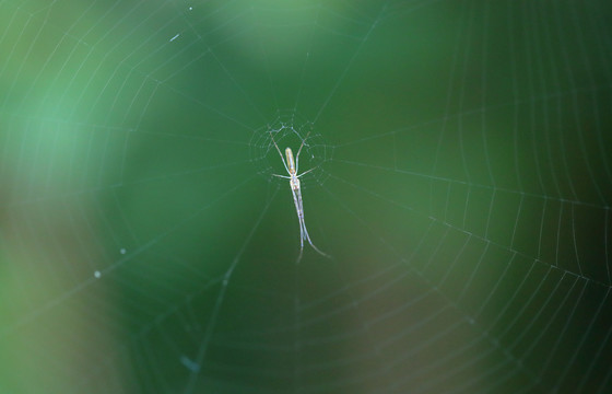蜘蛛微距摄影