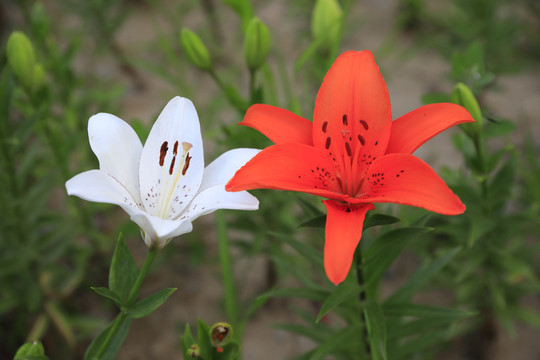 百合花