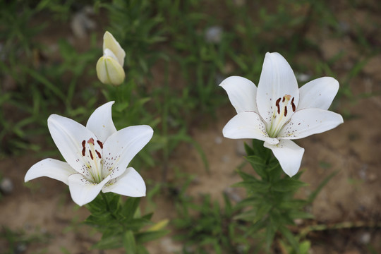 百合花