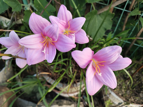 水仙花