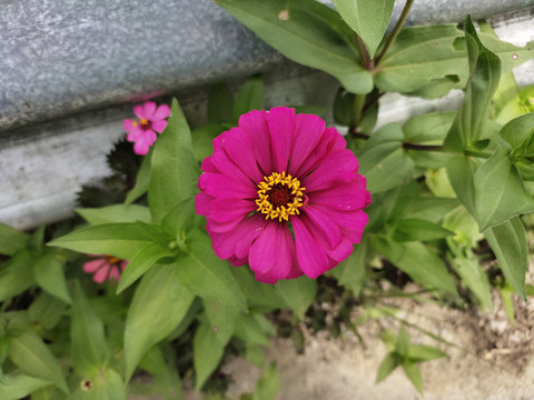紫色百日菊