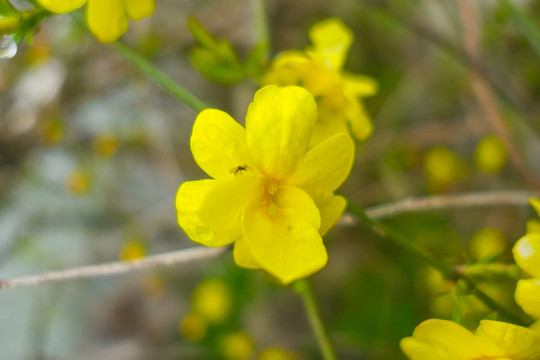 南京三月盛开的鲜花迎春花