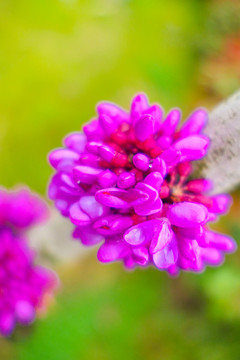 南京三月盛开的鲜花紫荆花
