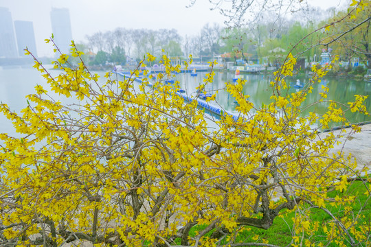 南京三月盛开的鲜花迎春花