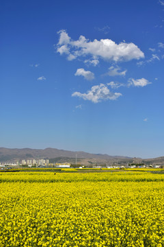 油菜花