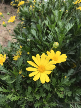 黄花丛