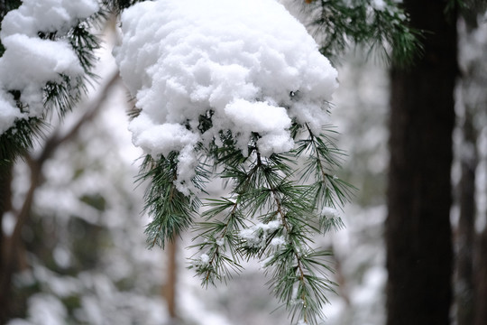 雪松