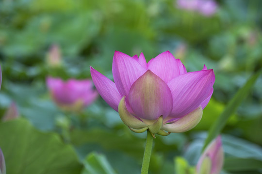 荷花素材图