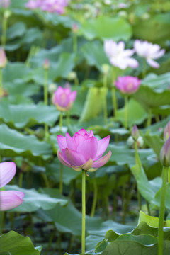 荷花素材图