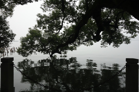 水墨中国风柳树剪影