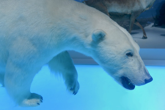 成都博物馆藏标本北极熊