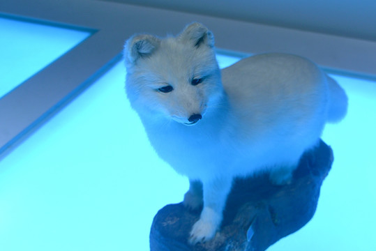 北极野生动物北极狐