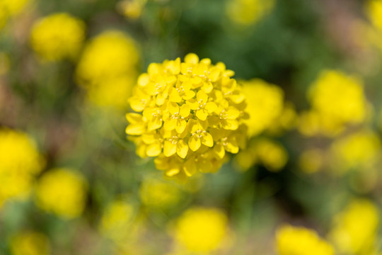 油菜花特写