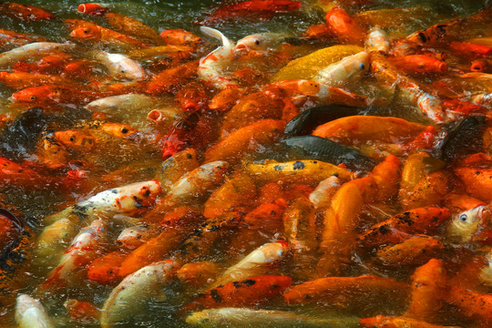 锦鲤