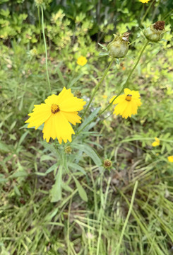 野菊花