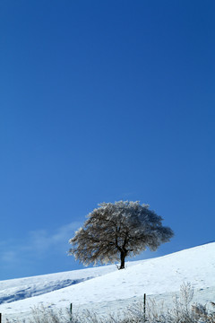雪野一棵树雪景