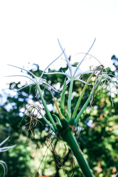 水仙花