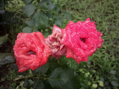 月季花