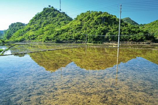 稻田