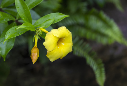 黄婵花卉