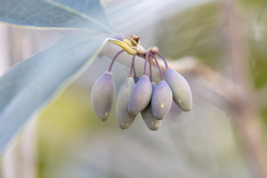 桂花果实