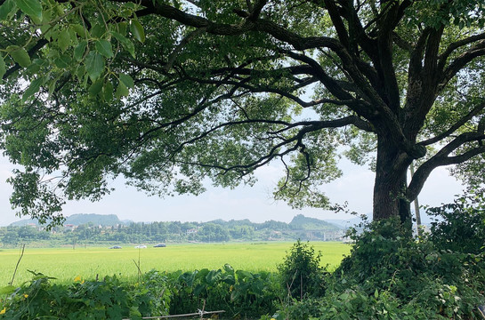 乡村风景大树