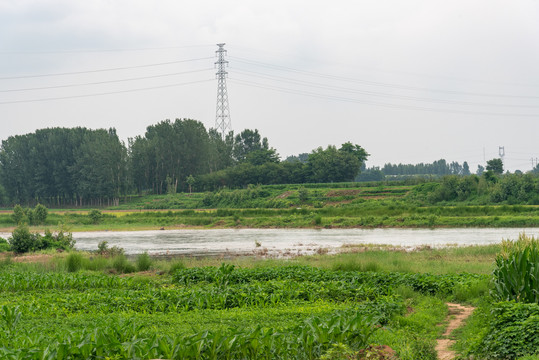 河流旁种植花生的农田