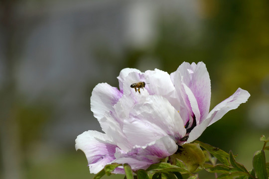 蜜蜂牡丹