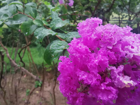 夏天雨后的紫薇花