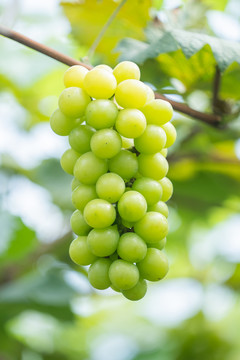 香印葡萄