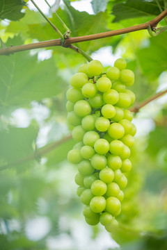 香印葡萄