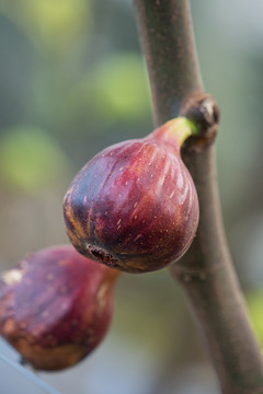 新鲜无花果