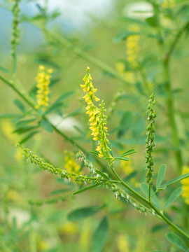 野生草木樨的开花期