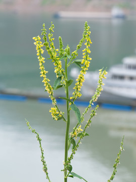 野生草木樨的开花期