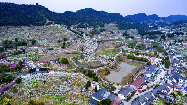 重庆渝北印盒李花